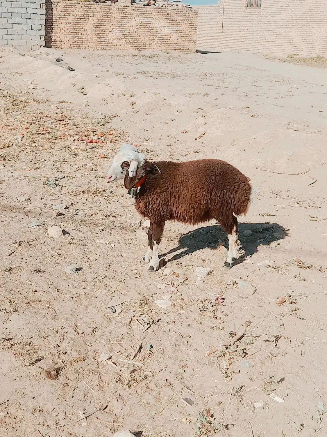 بره ماده|حیوانات مزرعه|بردسکن, |دیوار