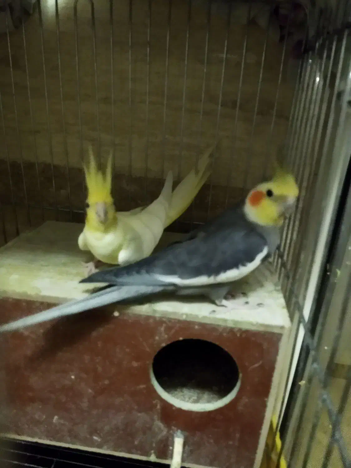 عروس هلندی مولد جوجه داده|پرنده|تهران, هاشمی|دیوار