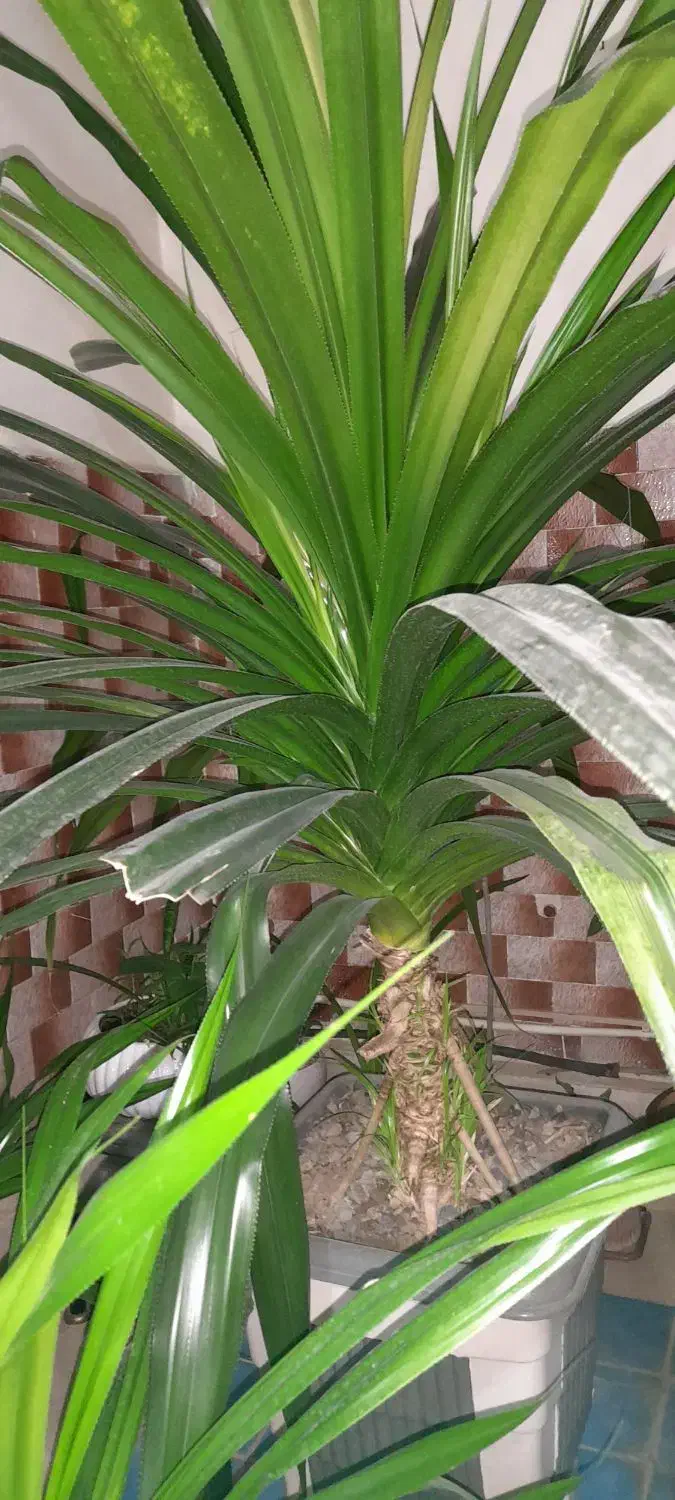 گل پاندانوس|گل و گیاه طبیعی|شهریار, شهریار|دیوار