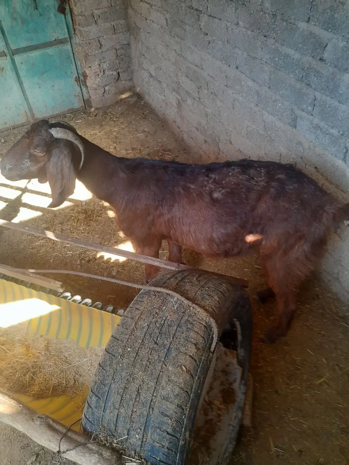 بره|حیوانات مزرعه|داراب, |دیوار