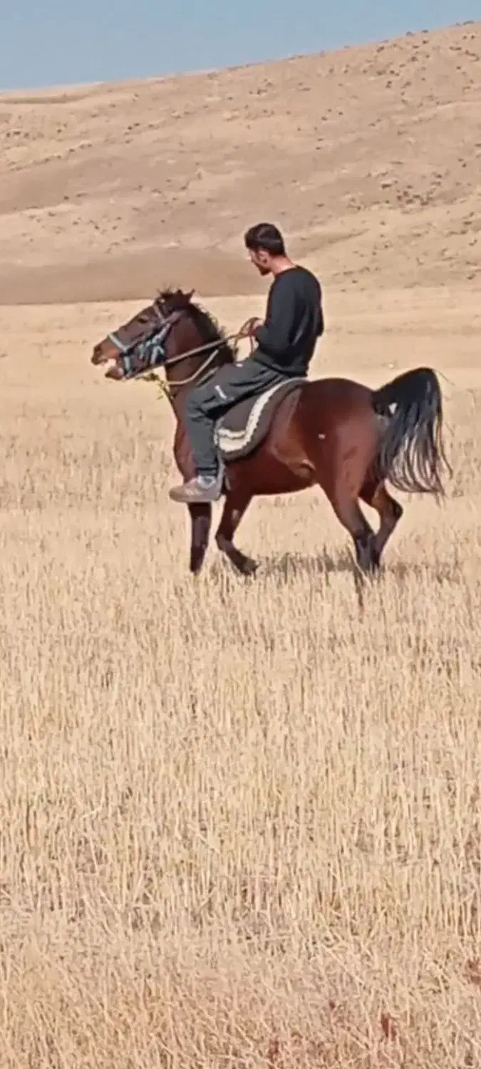 مادیان 7ساله یورقه|اسب و تجهیزات اسب‌سواری|بستان آباد, |دیوار