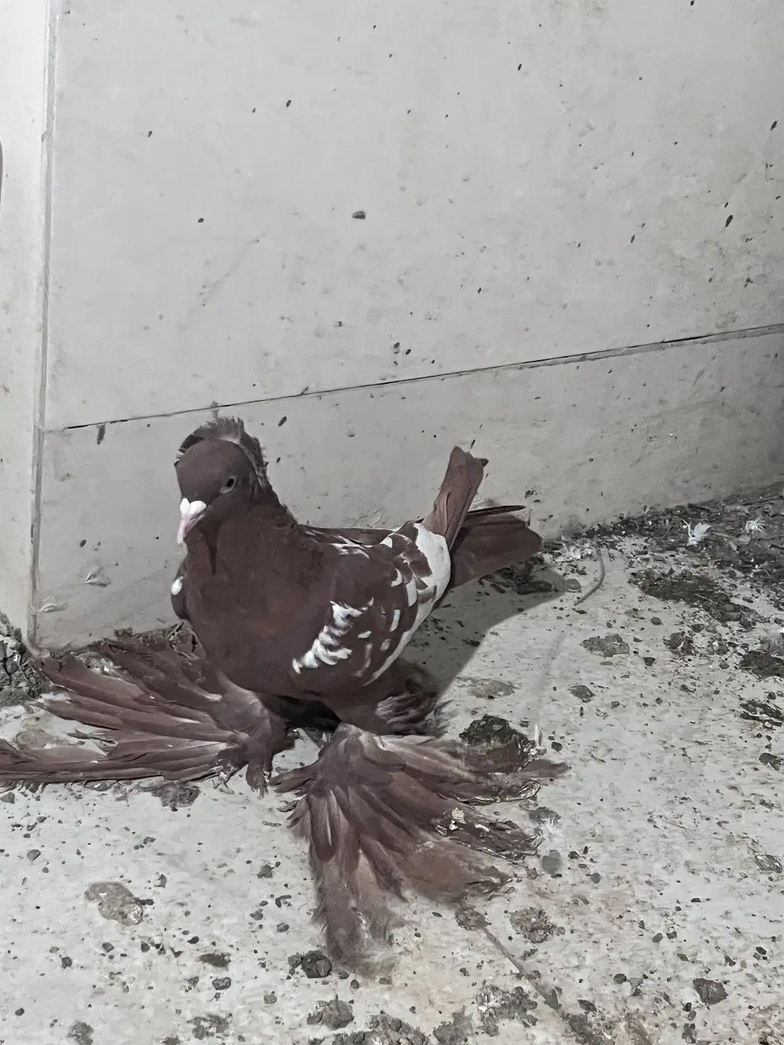 کبوتر پرنده|پرنده|تبریز, |دیوار