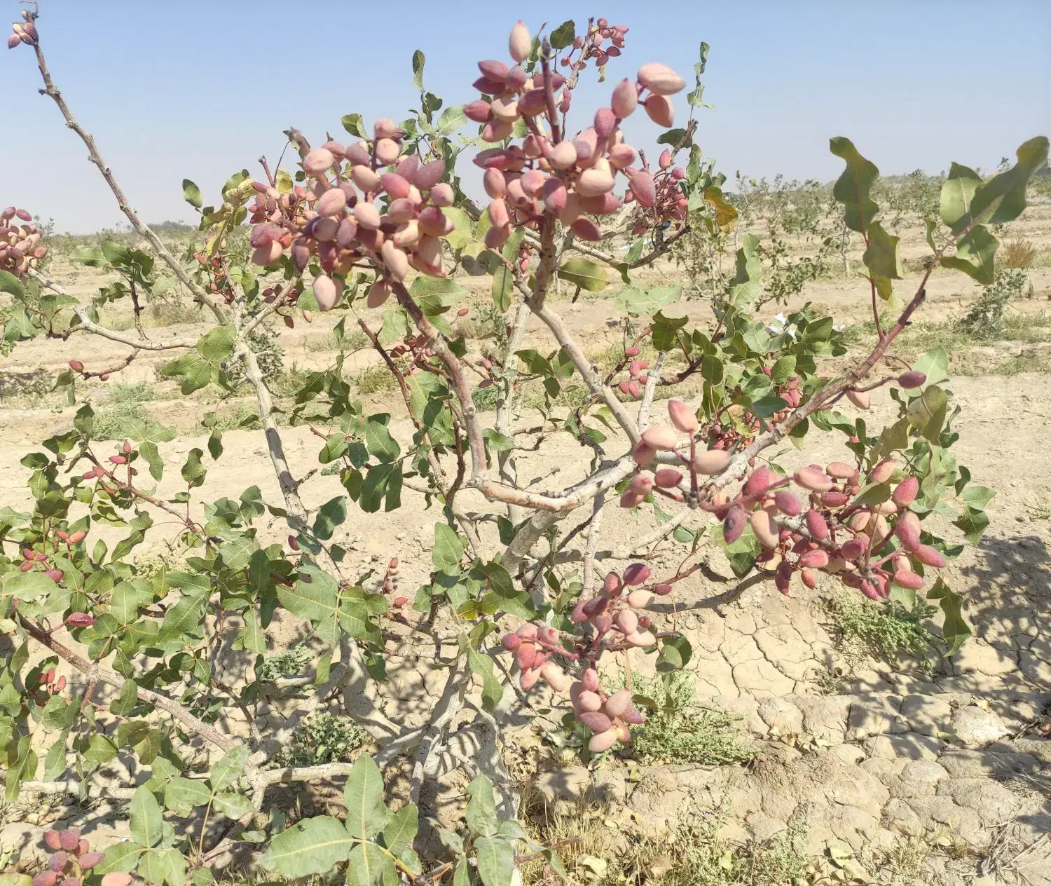 فروش باغ پسته|فروش دفتر صنعتی، کشاورزی، تجاری|هرند, |دیوار