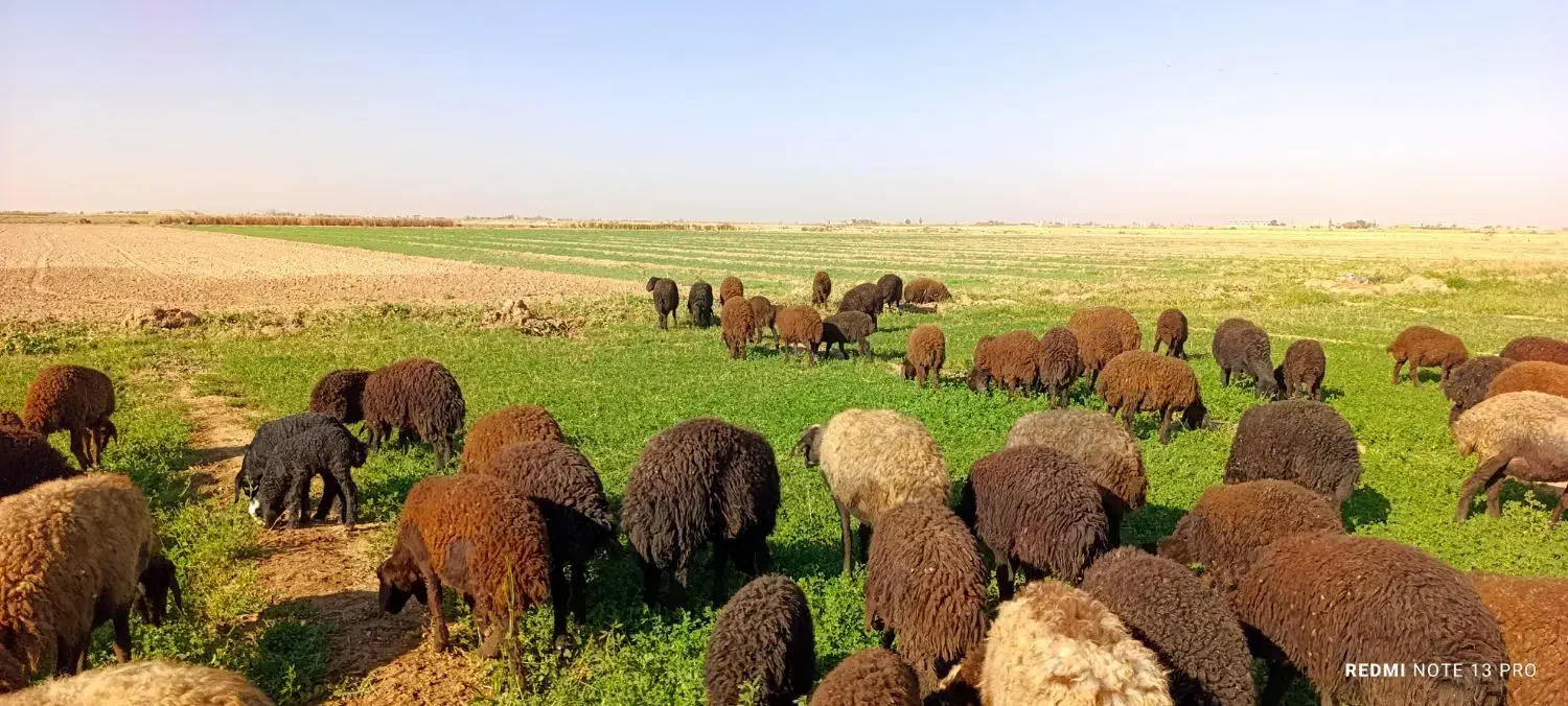 بره ی افشاری|حیوانات مزرعه|رحیمآباد, |دیوار