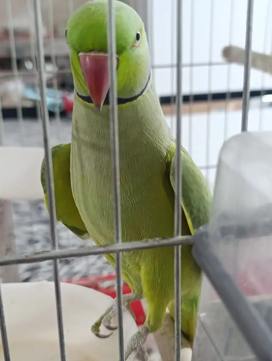 طوطی ملنگو نر کاملا دستی سخنگو رخ ب رخ|پرنده|اصفهان, کوی امیریه|دیوار