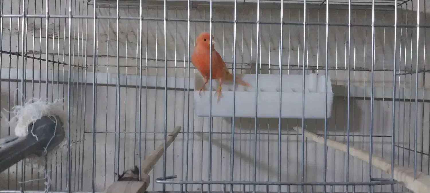 قناری|پرنده|تفت, |دیوار