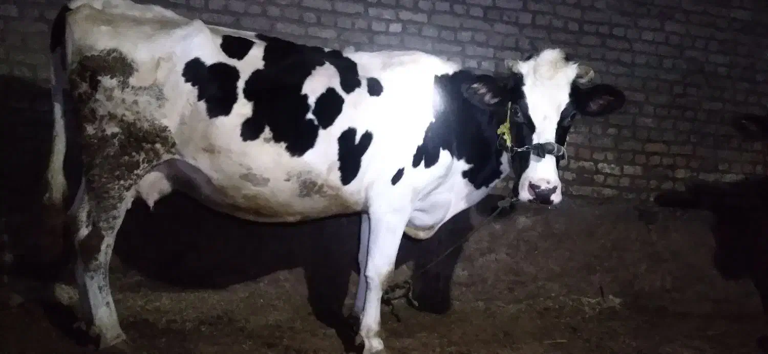 گاو آبستن|حیوانات مزرعه|داران, |دیوار