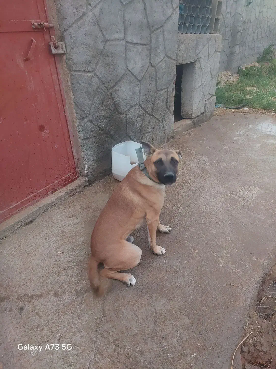 سگ واگذار شود|سگ|میاندوآب, |دیوار