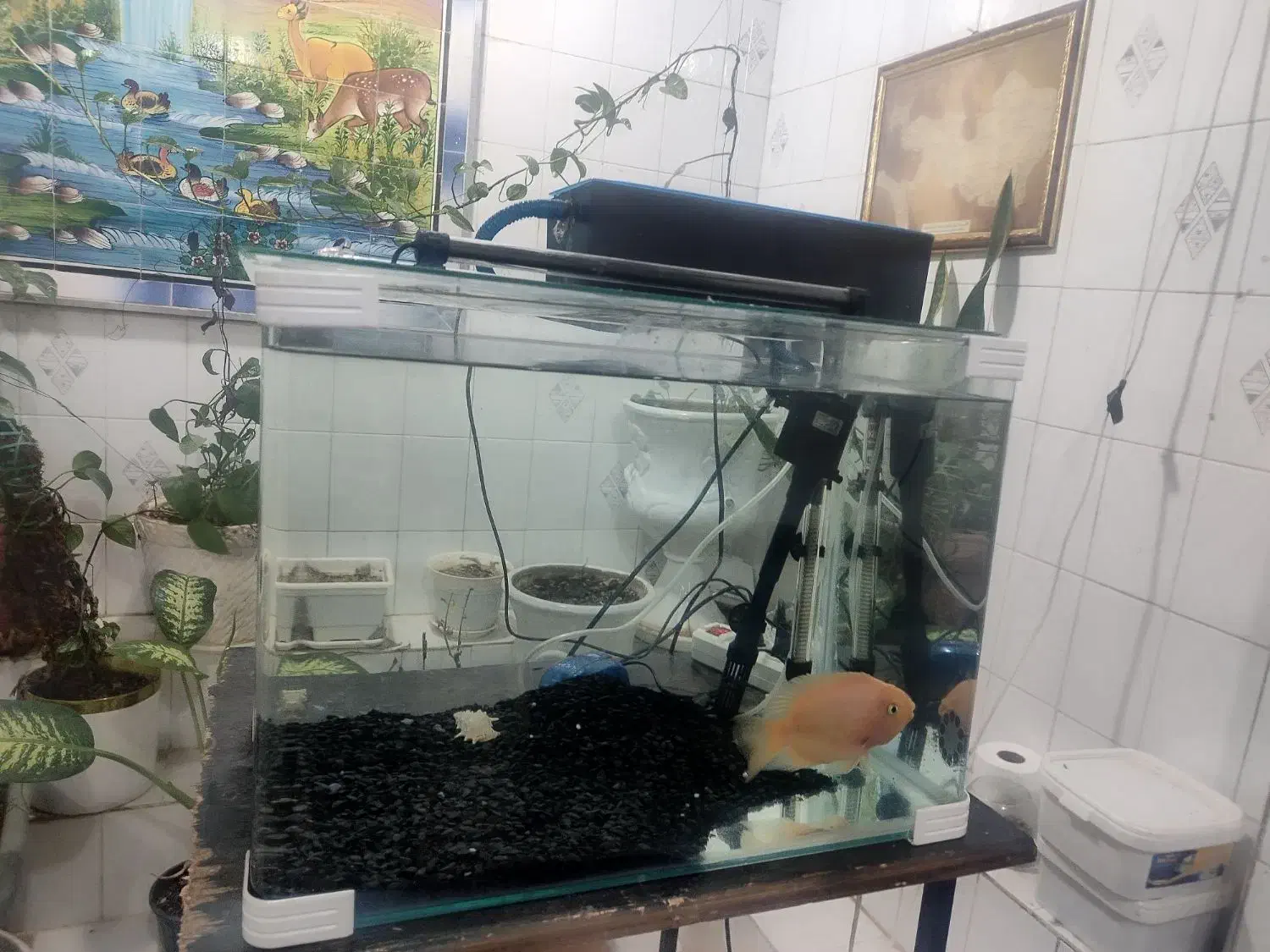 اکواریوم کامل شرکتی با ماهی|ماهی|شوشتر, |دیوار