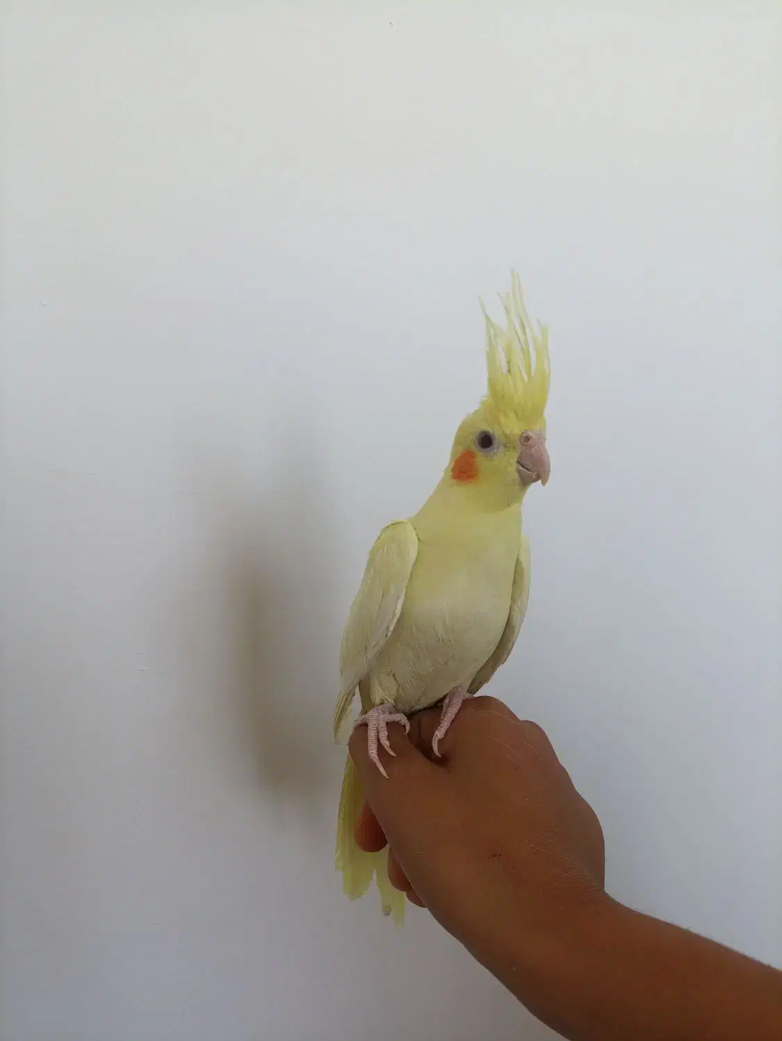 عروس هلندی لوتینو|پرنده|همدان, |دیوار