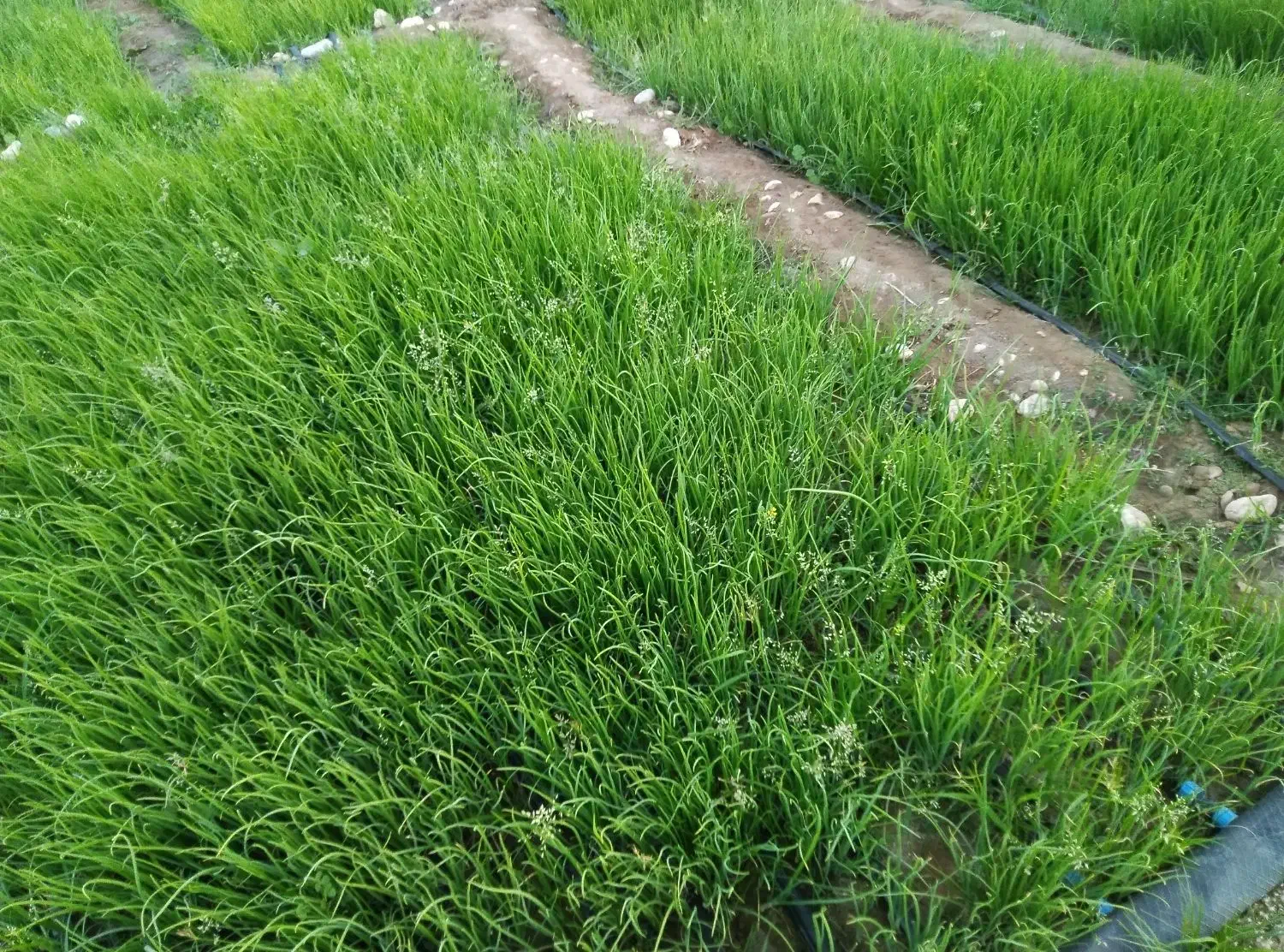 فروشی|خدمات باغبانی و درختکاری|احمدی, |دیوار