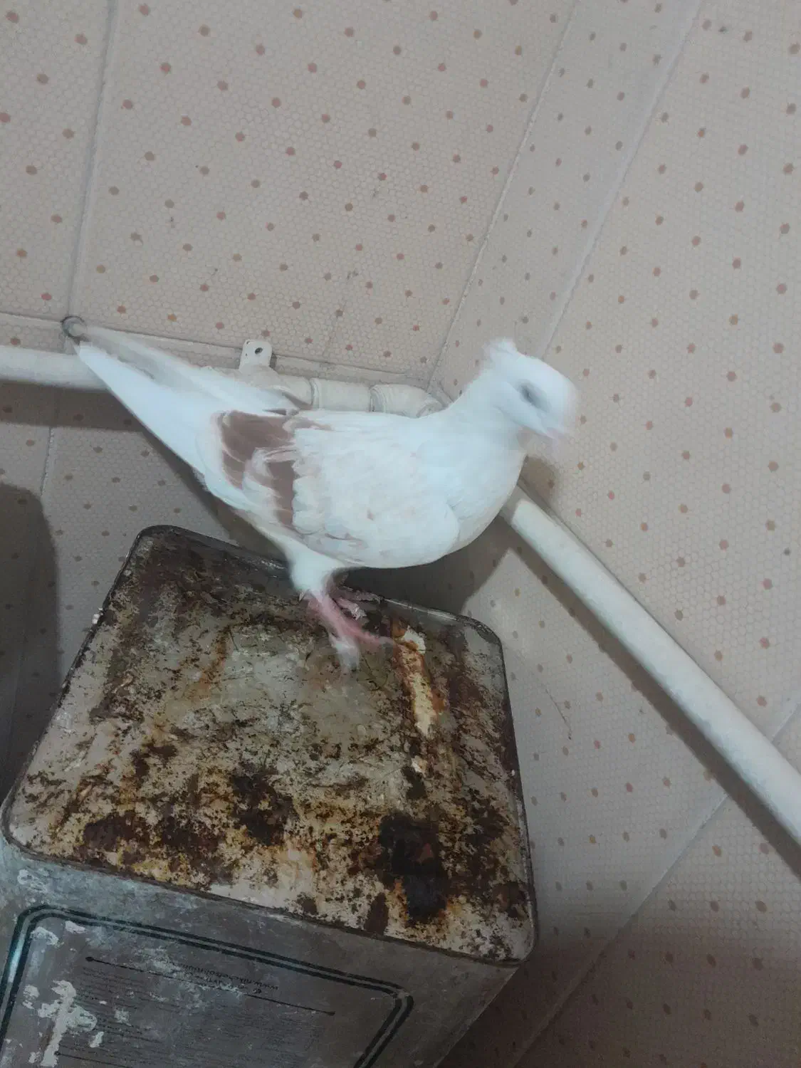 کبوتر ماده نباتی|پرنده|سیلاخور, |دیوار