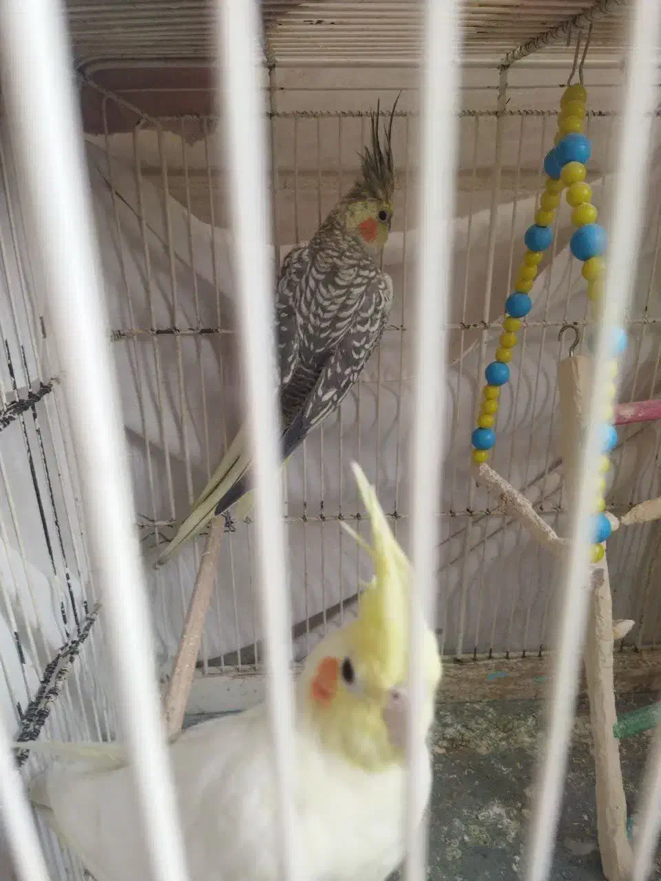 عروس هلندی سرحال وجوان|پرنده|بروجرد, |دیوار