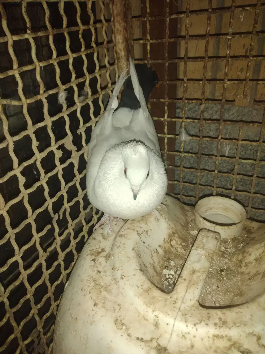 کبوتر دم سیاه|پرنده|سربیشه, |دیوار