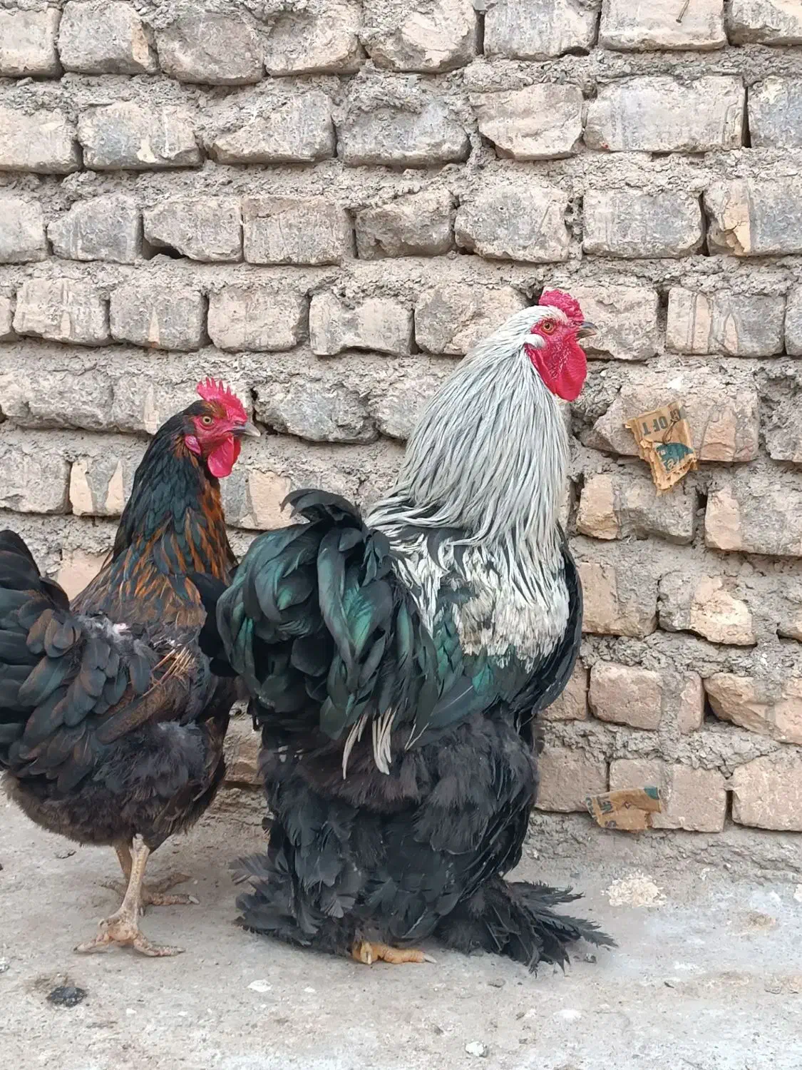 خروس برهما و مرغ تخمگذار|حیوانات مزرعه|محلات, |دیوار