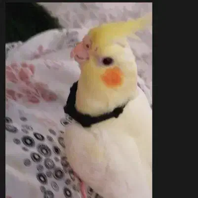 عروس هلندی گمشده|حیوانات|قم, شهر قائم|دیوار