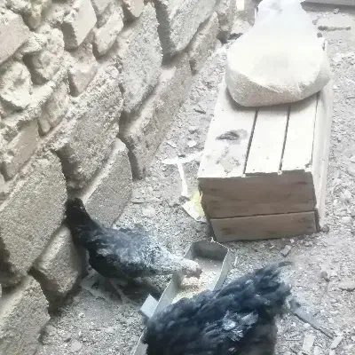 مرغ و خروس مینیاتور|حیوانات مزرعه|مهریز, |دیوار