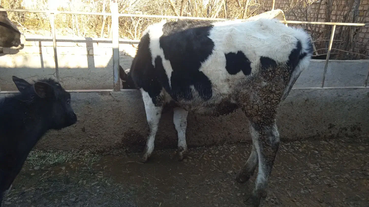 گاو شیری|حیوانات مزرعه|شال, |دیوار