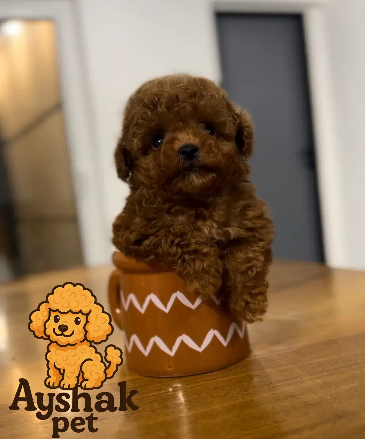 تاینی پودل دارک رد عکس ژورنالی نیست|سگ|مشهد, نیروی هوایی|دیوار