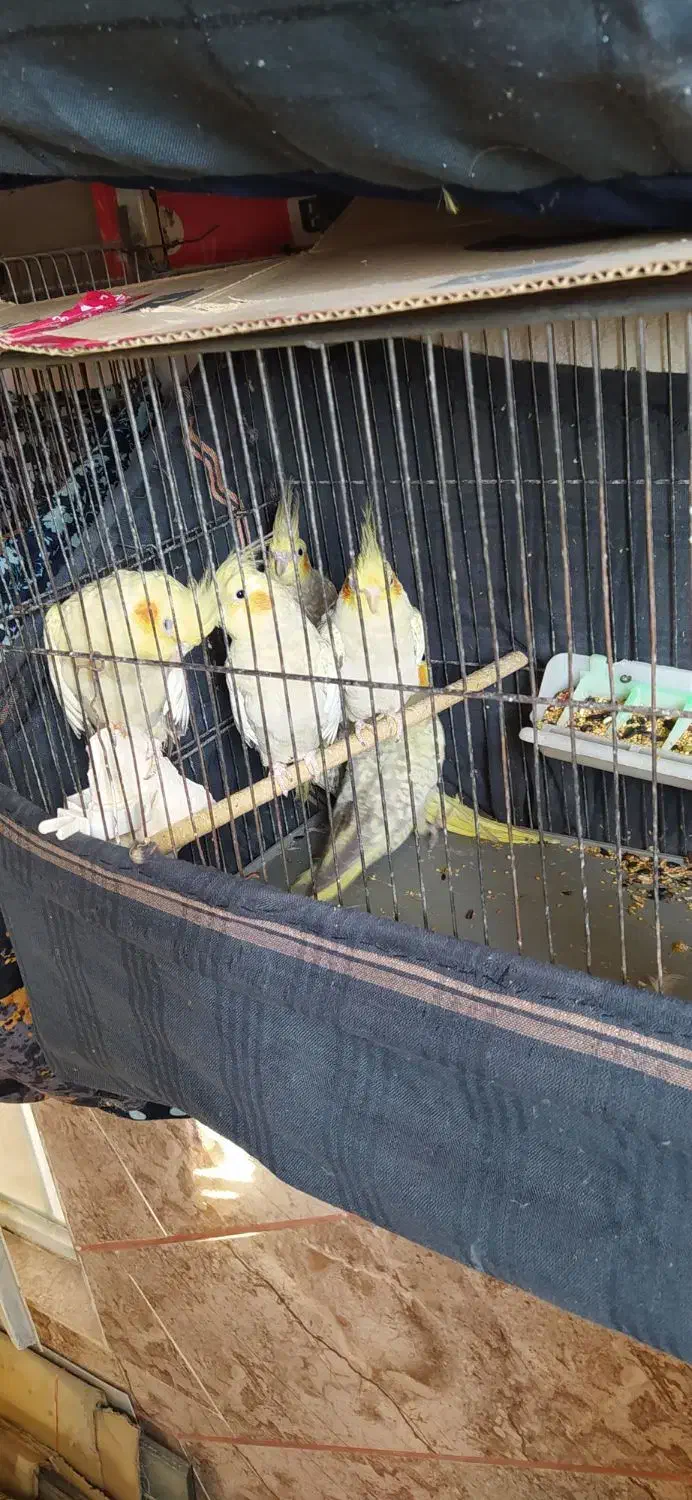 عروس هلندی و فنج کینگ|پرنده|الوند, |دیوار