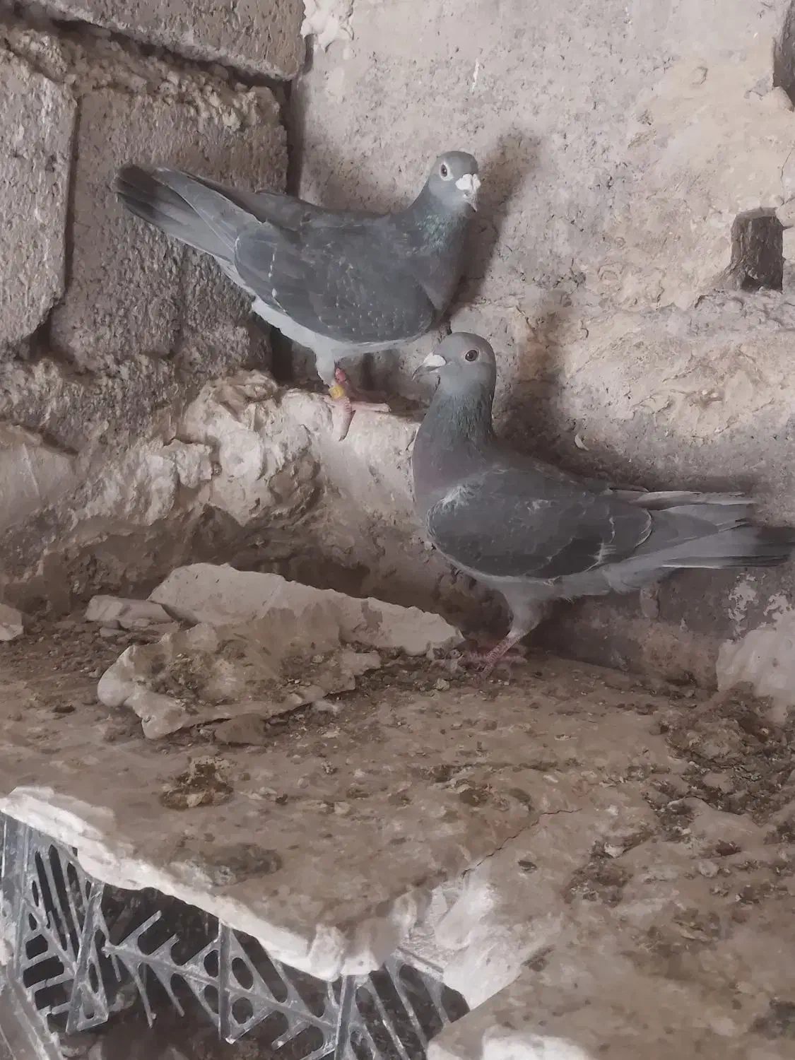 یک جفت چاپی درجه یک|پرنده|سلیمان, |دیوار