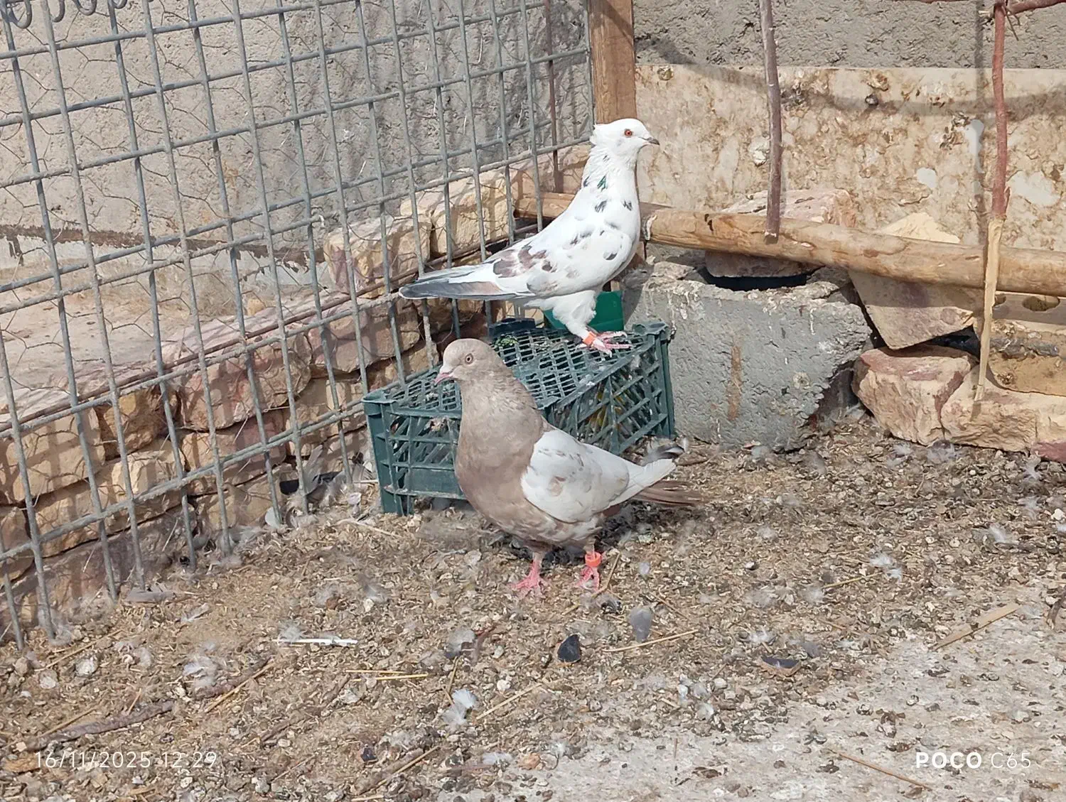 کبوتر|پرنده|زابل, |دیوار