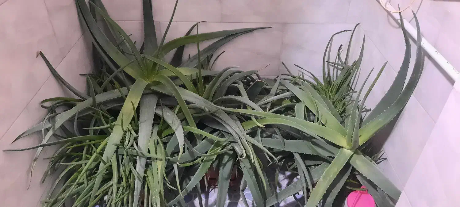 گیاه آلوورا|گل و گیاه طبیعی|تهران, جوادیه|دیوار