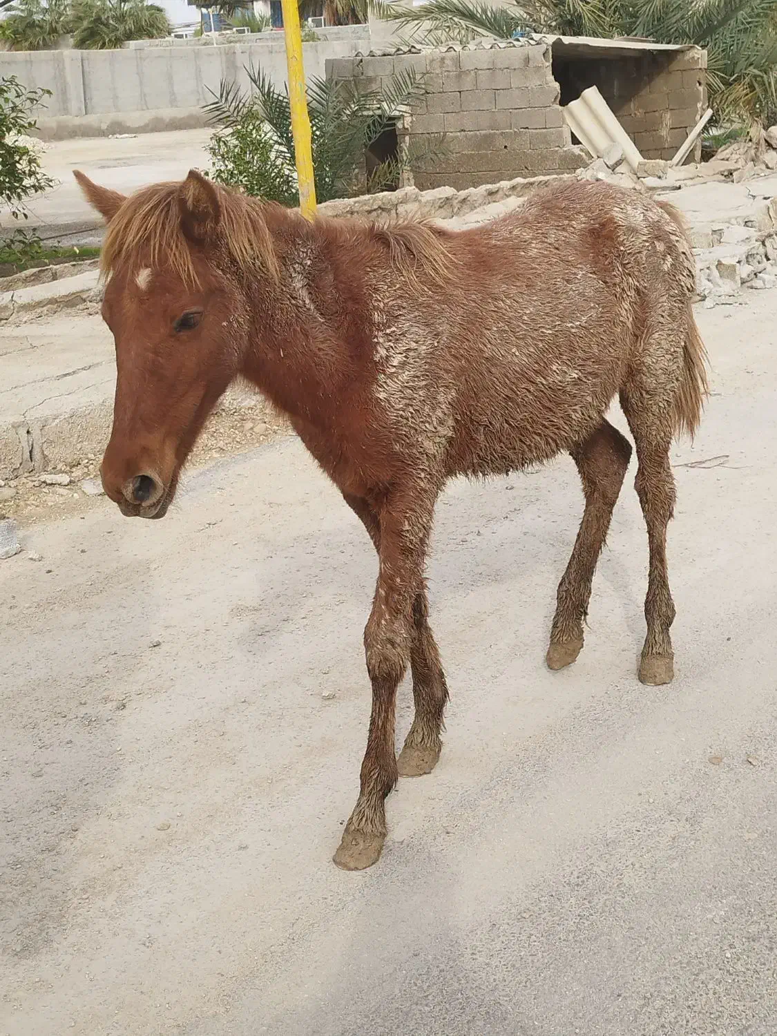 کره اسب نریان|اسب و تجهیزات اسب‌سواری|بوشهر, |دیوار