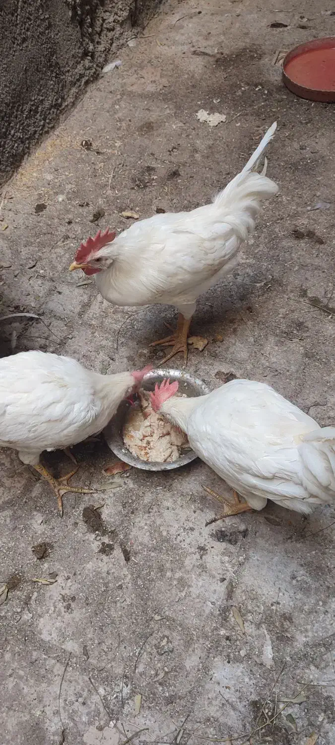 خروس|حیوانات مزرعه|ماهدشت, |دیوار