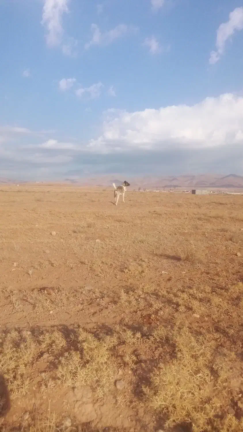 سگ سرابی جوان نترس بسیار جسور|سگ|خواجه, |دیوار