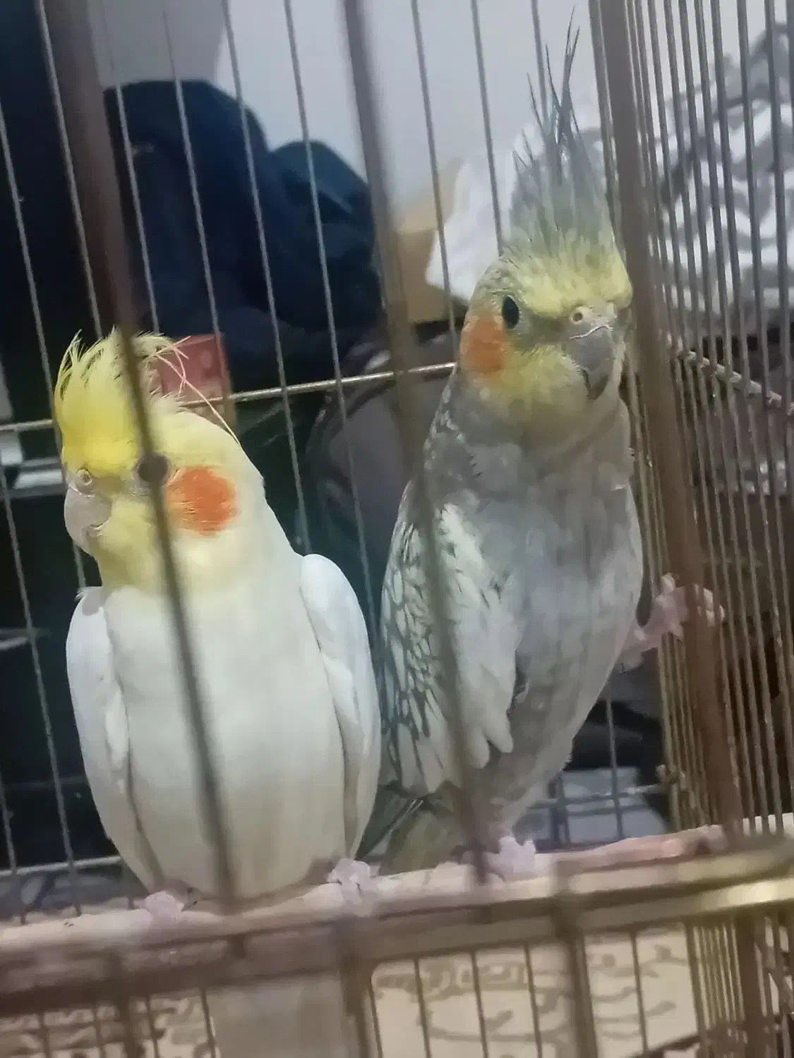 عروس هلندی|پرنده|اهر, |دیوار