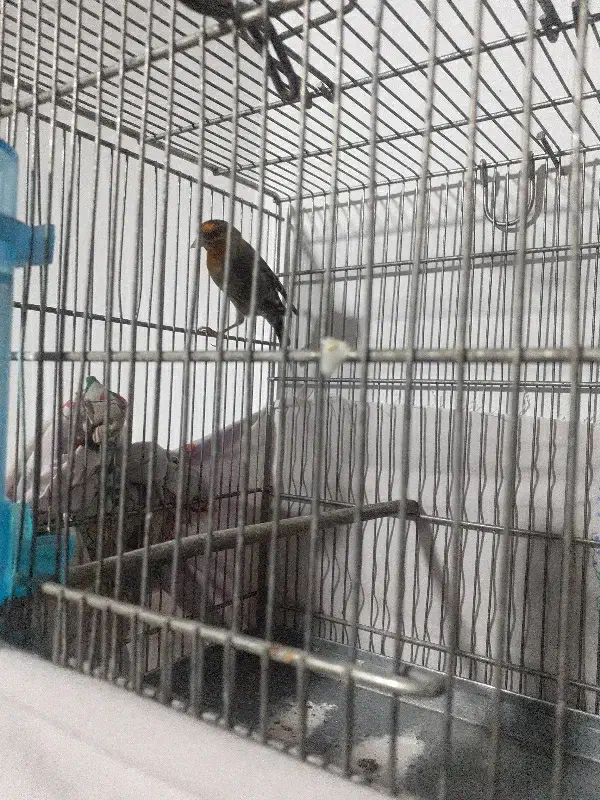 سهره قناری|پرنده|تهران, تهرانسر شمالی|دیوار