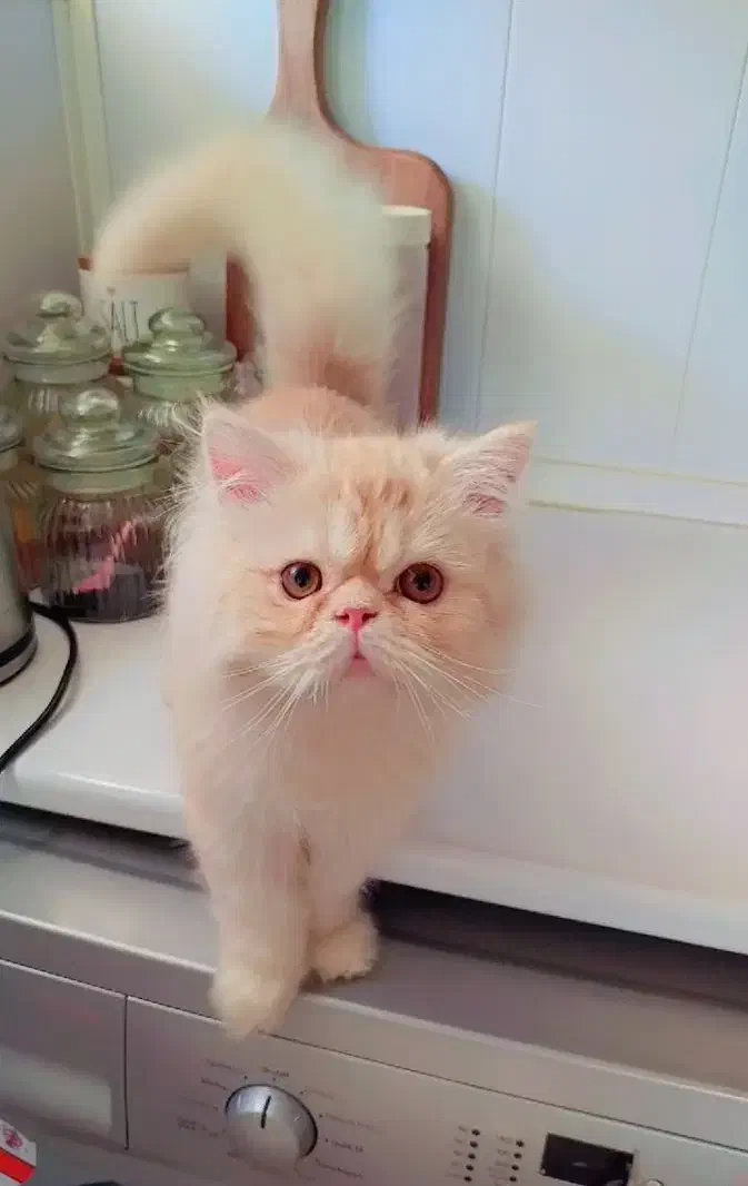 پرشین کاراملی نر|گربه|فولادشهر, B8|دیوار