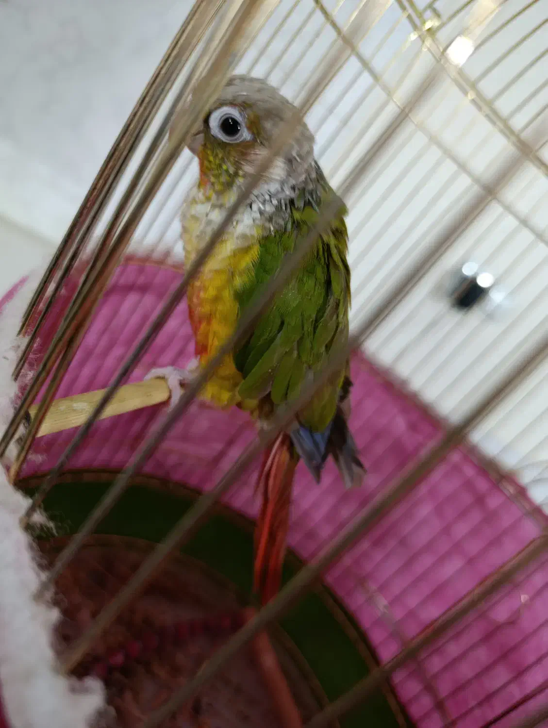 طوطی گرینچک|پرنده|شاهین‌شهر, گزبرخوار|دیوار