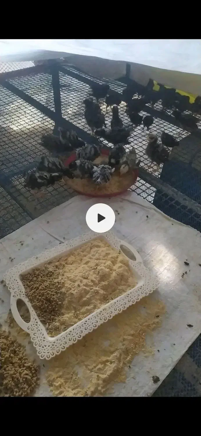 جوجه امروک|پرنده|روانسر, |دیوار