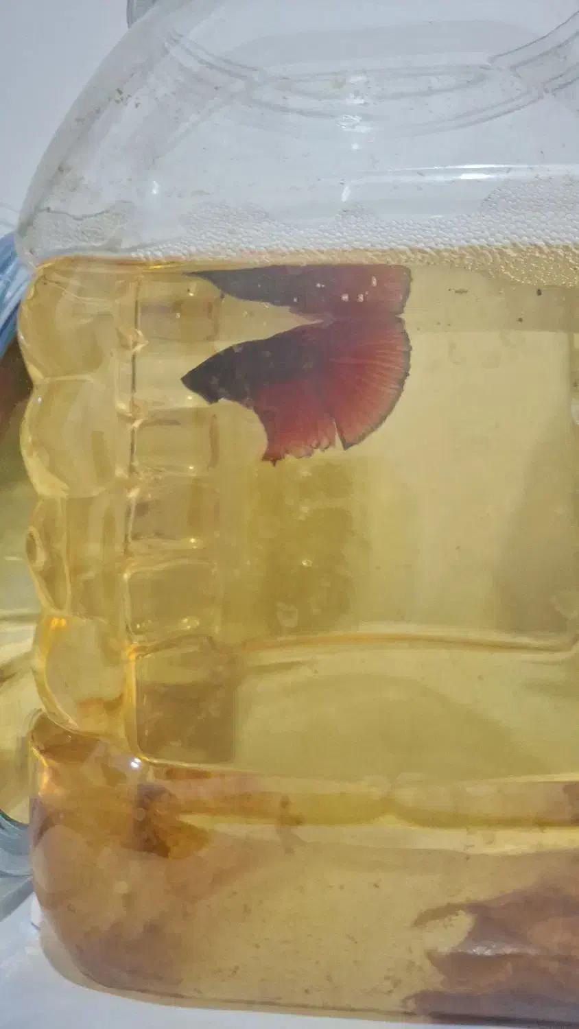 فایتر.بتا.دافنی|ماهی|رشت, نظری|دیوار