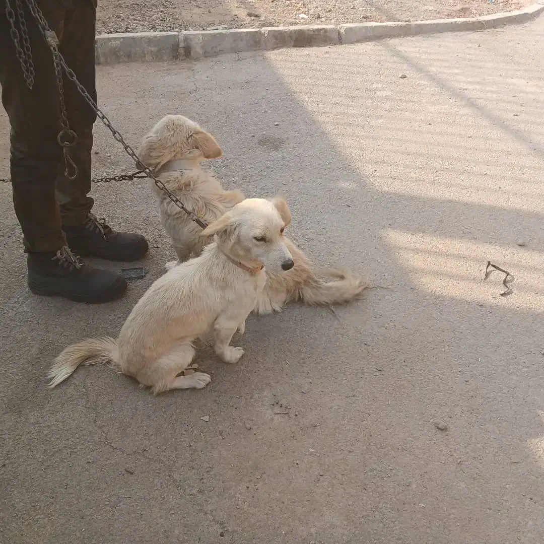 یک جفت پا کوتاه توله هاشون تو عکس هست|سگ|شاهینشهر, شهرک هشت بهشت|دیوار