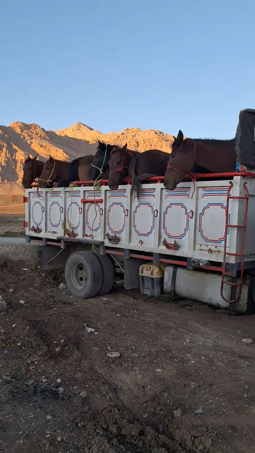 خریدوفروش اسب|اسب و تجهیزات اسبسواری|خاوه, |دیوار