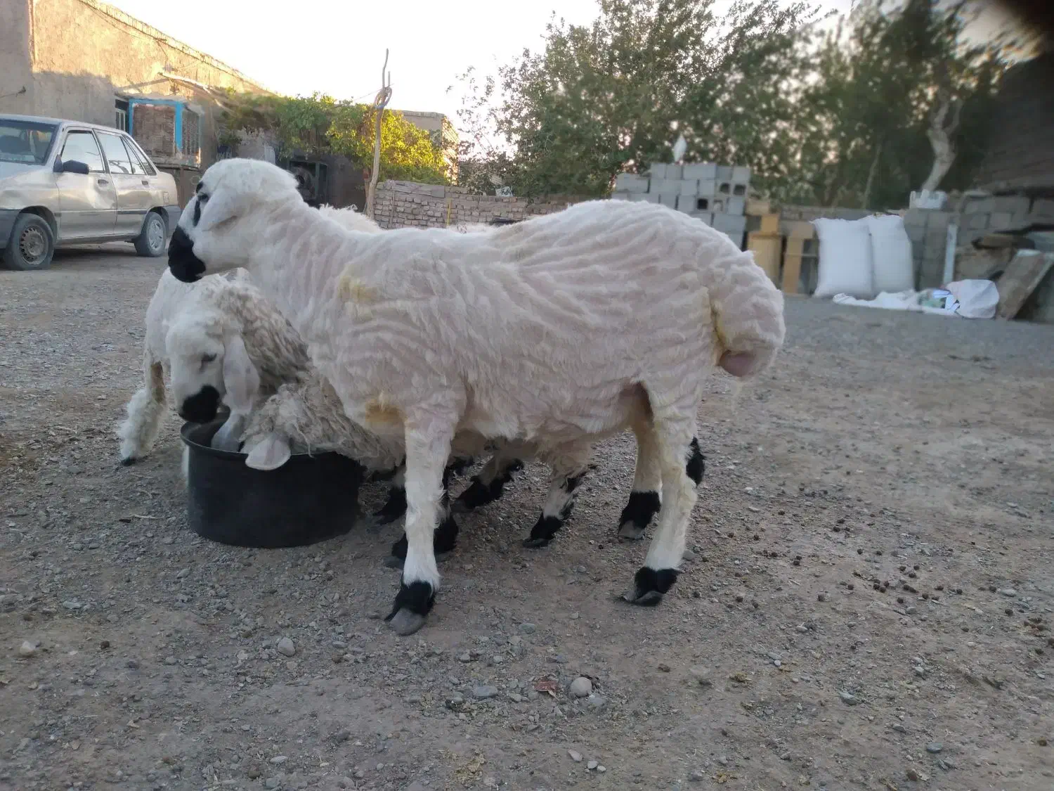 بره نر یکساله.چاق چله گوشتی .هر کسی خواست میفروشم|حیوانات مزرعه|خمک, |دیوار