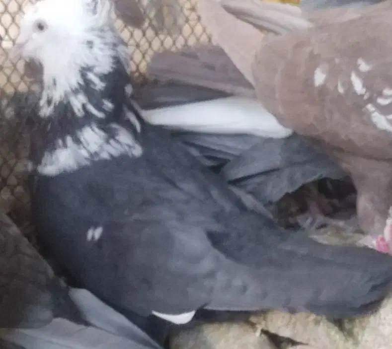 فروش چند عدد کفتر|پرنده|فسا, |دیوار