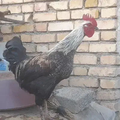 خروس|حیوانات مزرعه|سارال, |دیوار