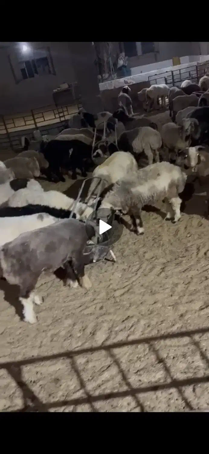 بره نر و ماده درجه یک|حیوانات مزرعه|زارچ, |دیوار