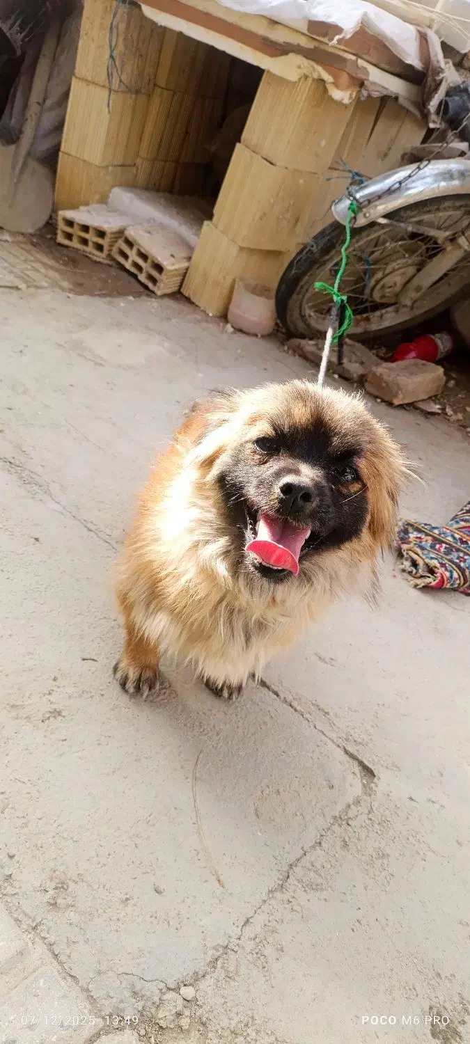 سگ خونگی|سگ|خزل, |دیوار