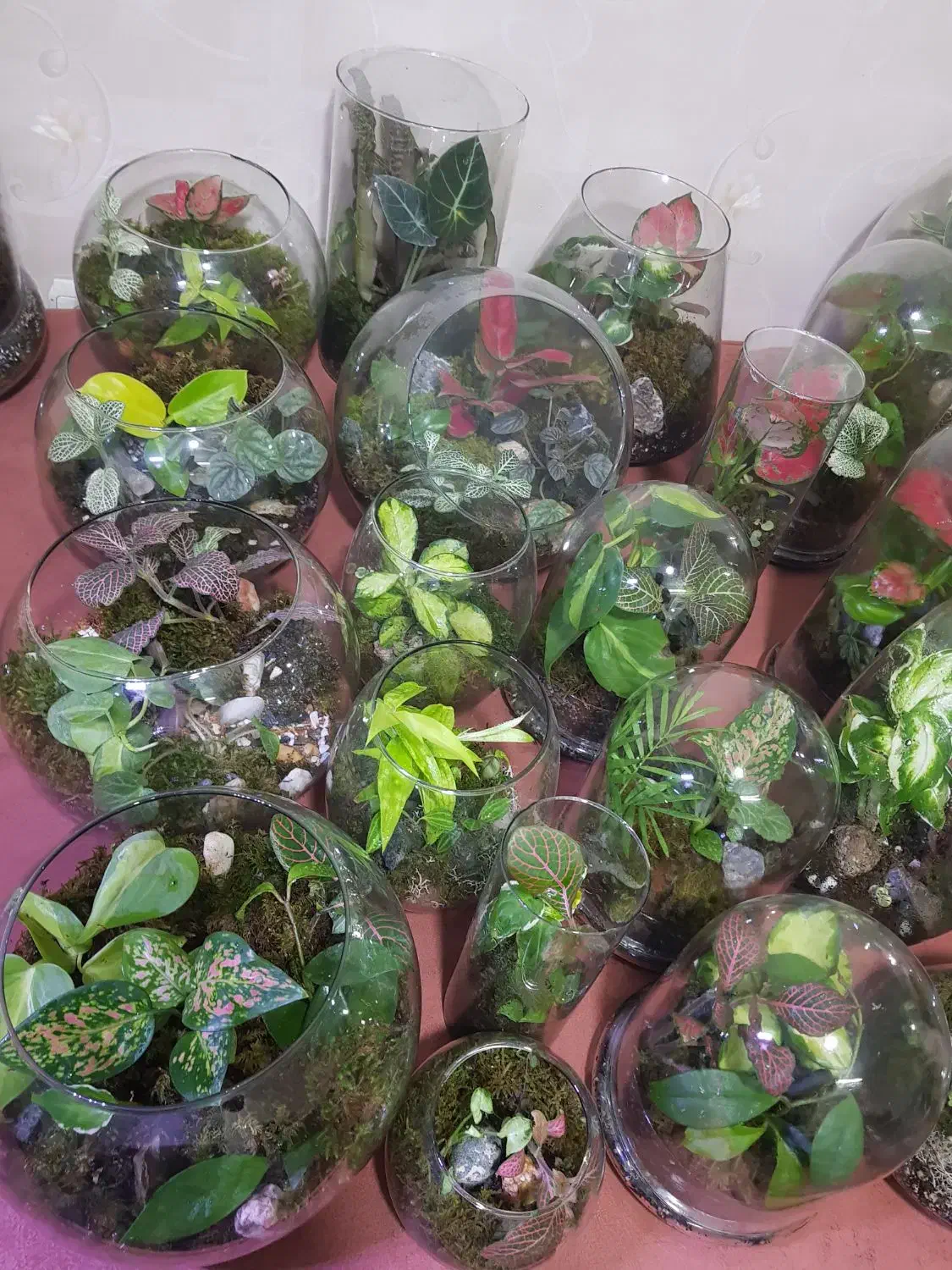 تراریوم بهترین هدیه گلیتا|گل و گیاه طبیعی|مشهد, حسابی جنوبی (شهرک غرب)|دیوار