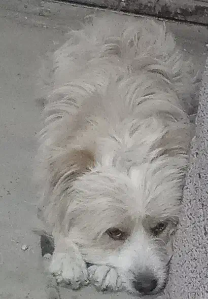 سگ پاکوتاه|سگ|گلبهار, شهر جدید گلبهار|دیوار