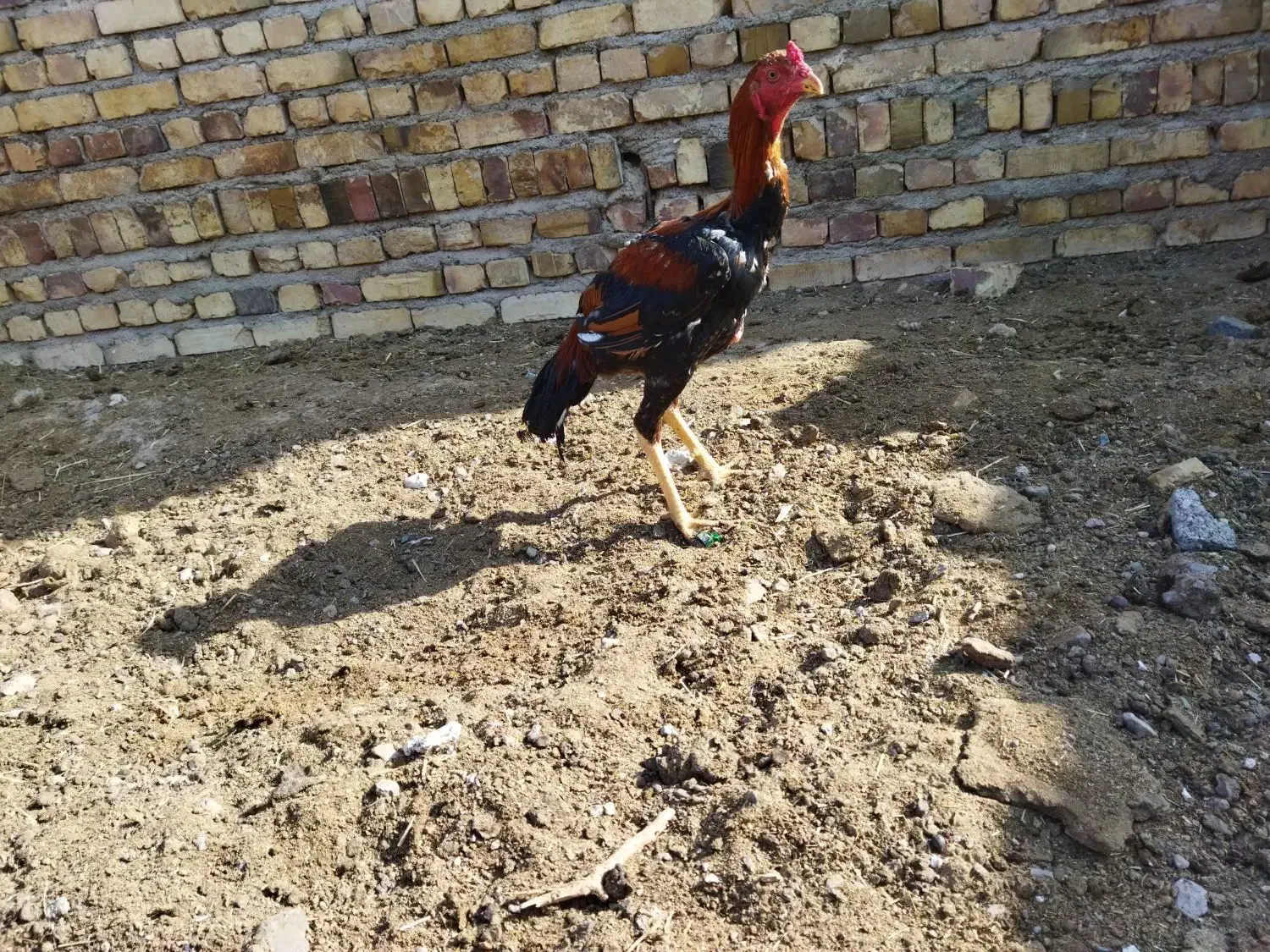 لاری|حیوانات مزرعه|تایباد, |دیوار