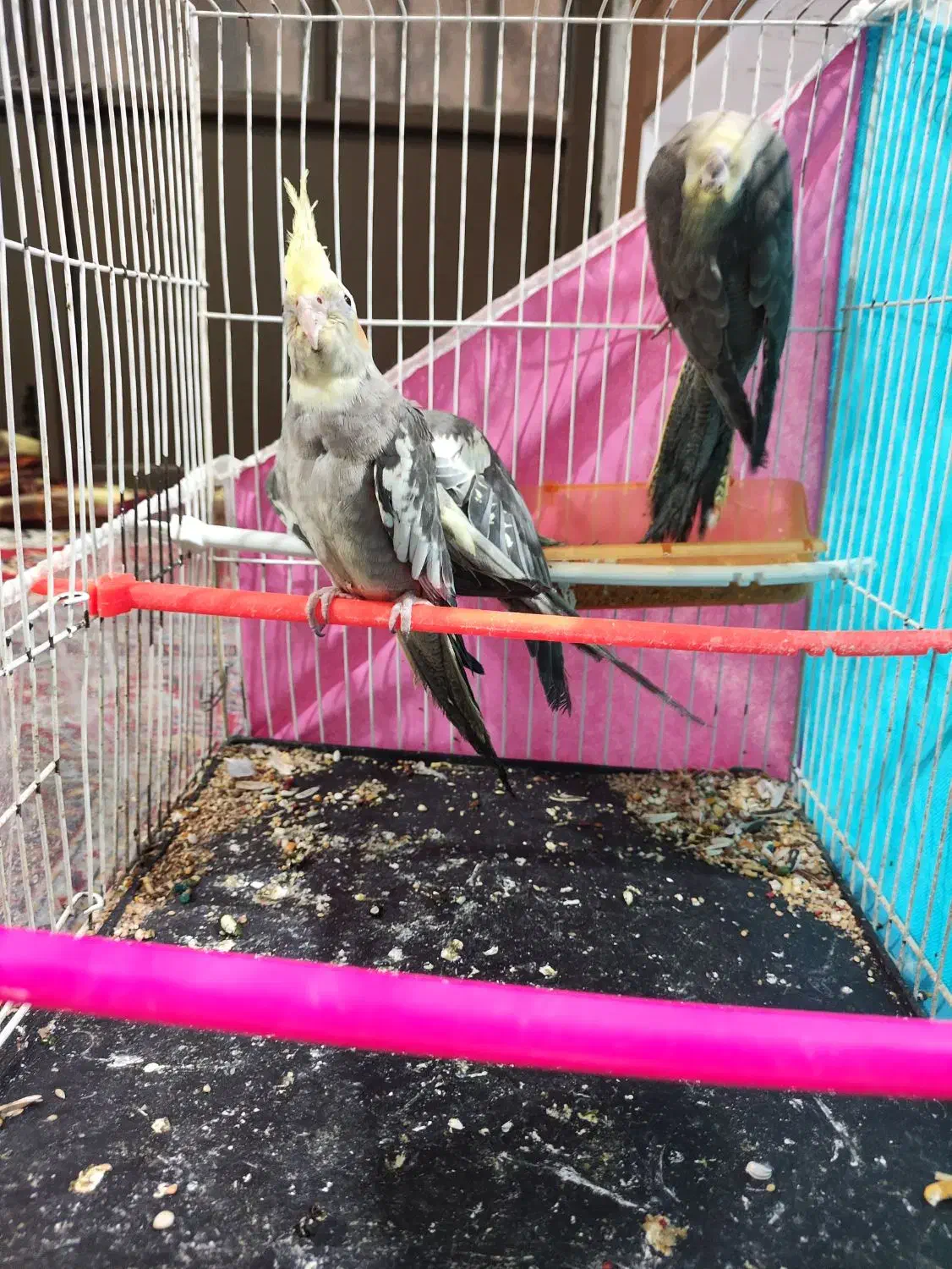 پرنده|پرنده|مشهد, کلاکوب|دیوار