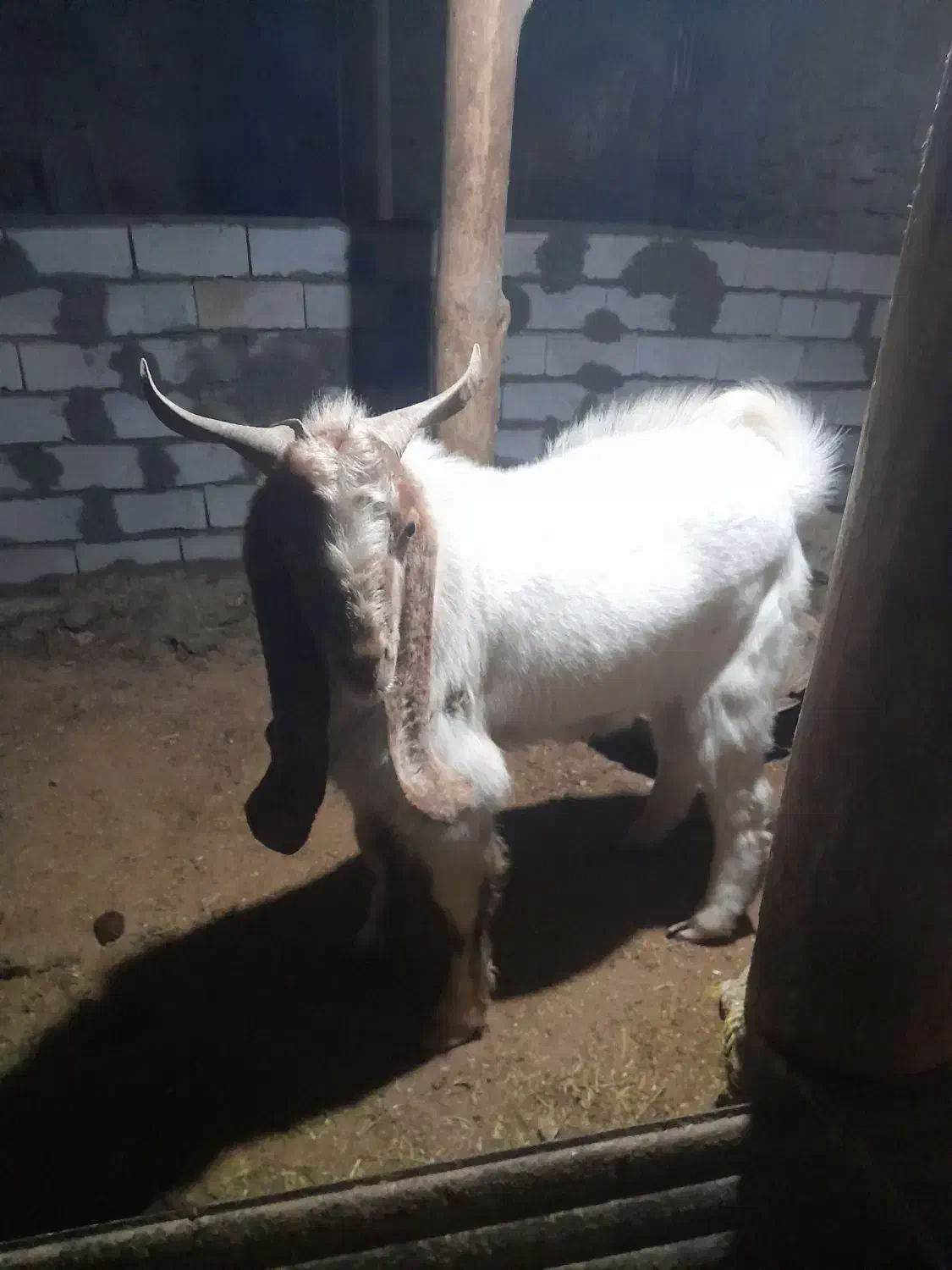 سلام خدمت دوستان یک نربزجوان دودندون|حیوانات مزرعه|بجنورد, |دیوار