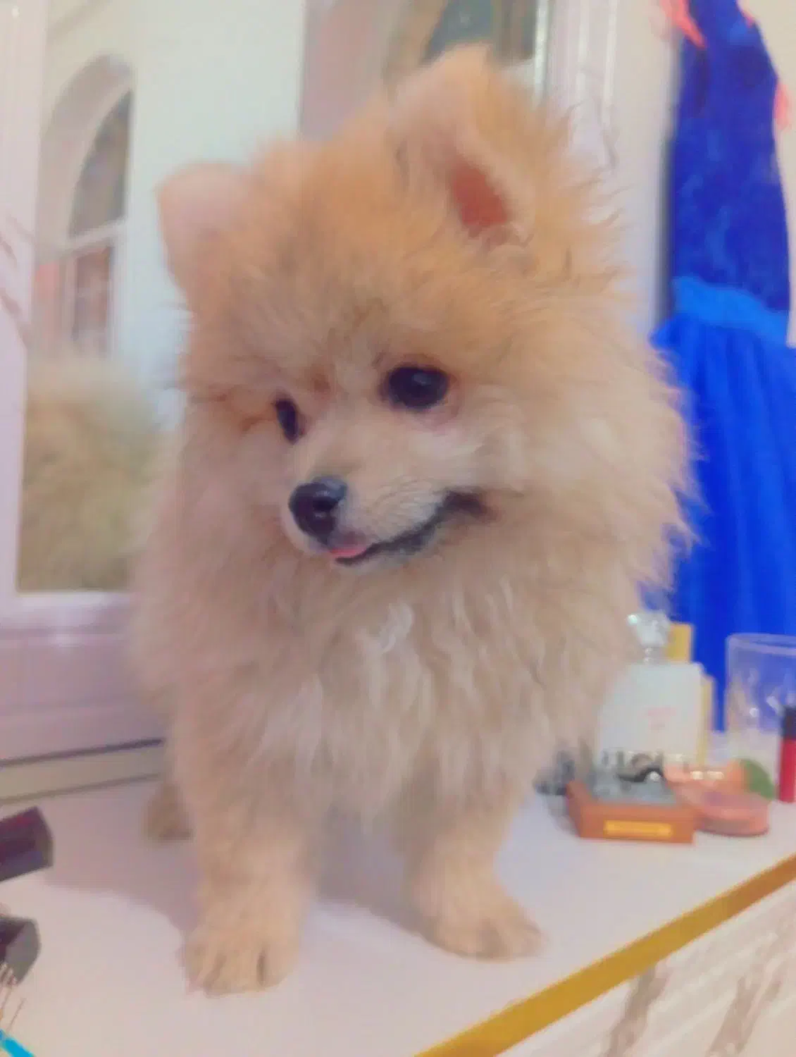 پامر و شی واوا|سگ|داراب, |دیوار