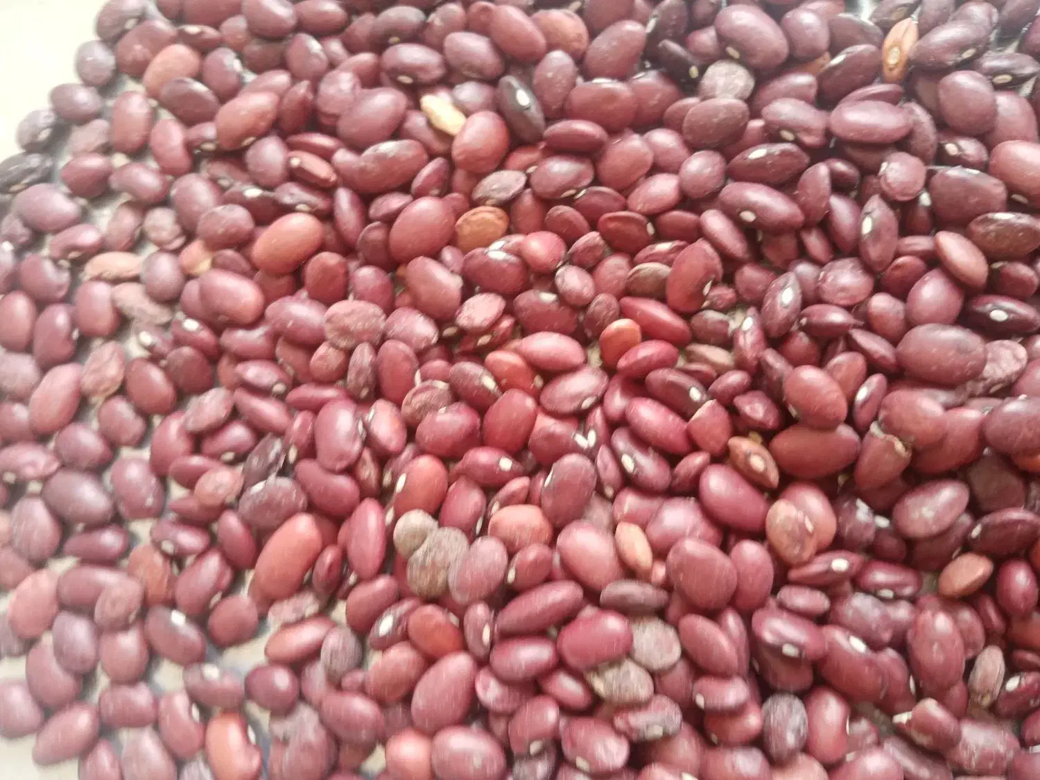 یک تن لوبیا قرمز درجه یک به فروش می رسد|عمده‌فروشی|درودزن, |دیوار